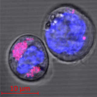 nanoparticles in cells image>
                  <br><div align=